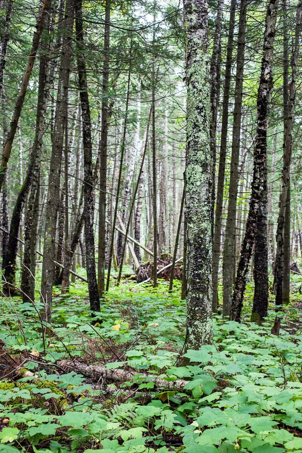 Trees and ground cover in forest.