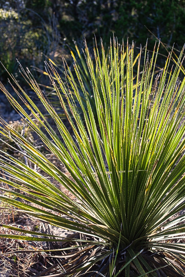 Light hitting succulent leaves in desert.