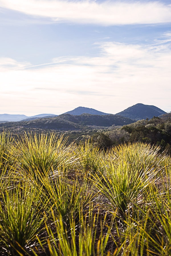 Desert scenery with hills and succulents.