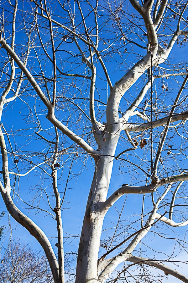 White tree branches against blue sky.