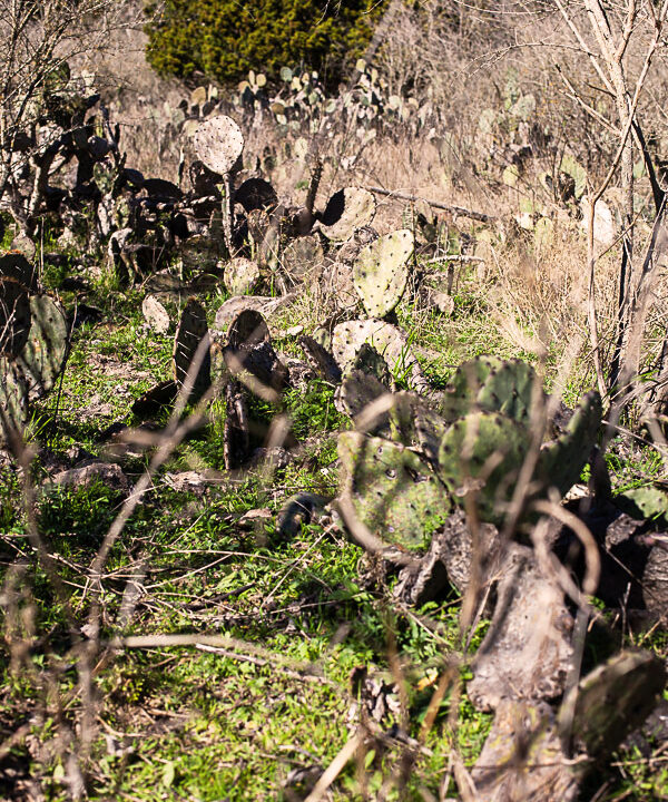 Assorted cacti and dried branches in Texas.