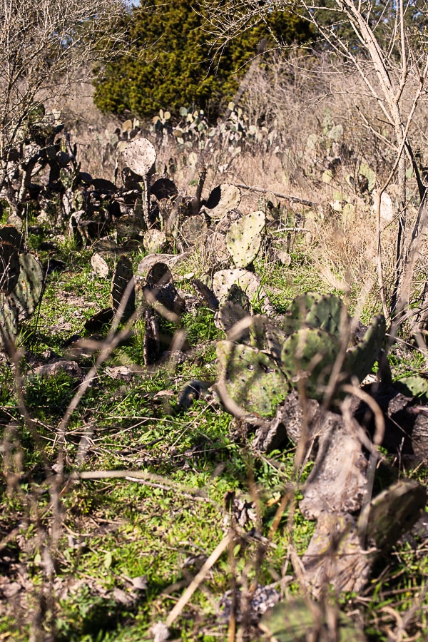 Assorted cacti and dried branches in Texas.