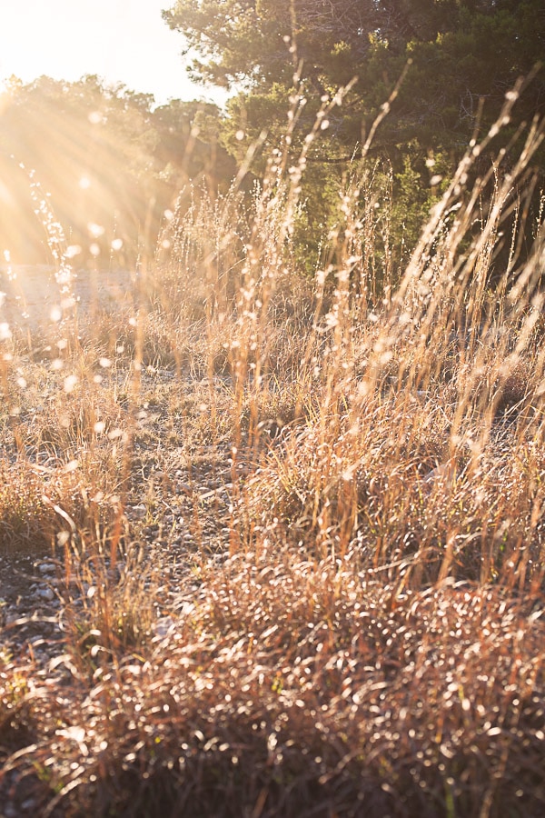 Sun setting against grasses.