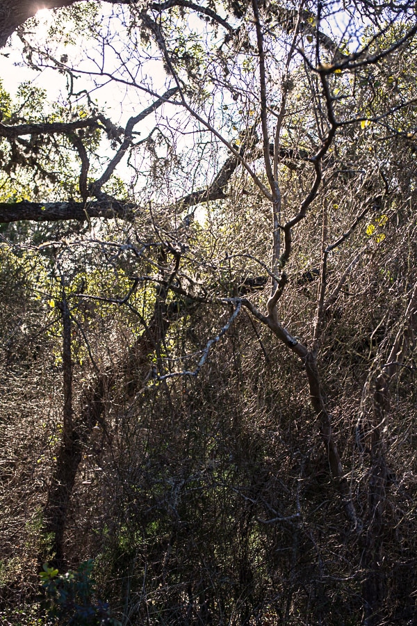 Tree branches and foliage.