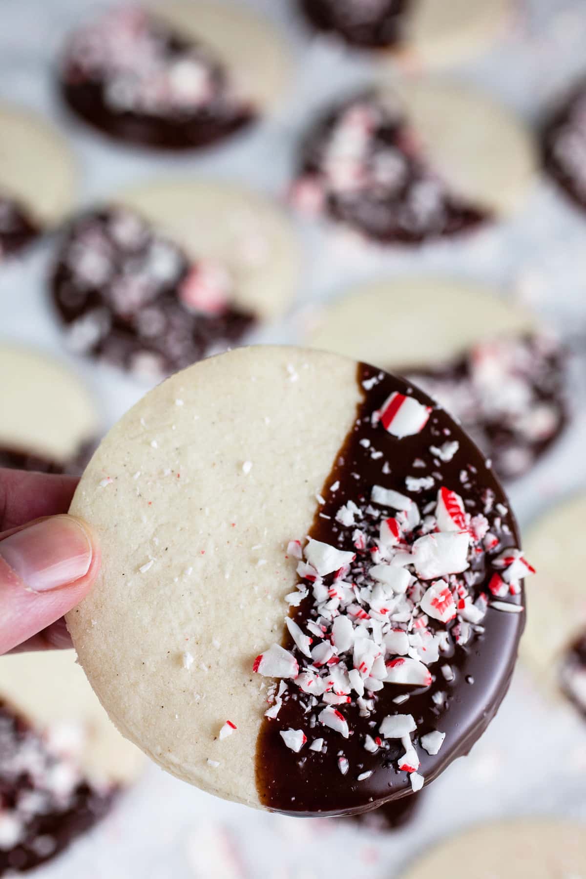 Fingers holding peppermint shortbread cookie dipped in chocolate and crushed peppermint candies.