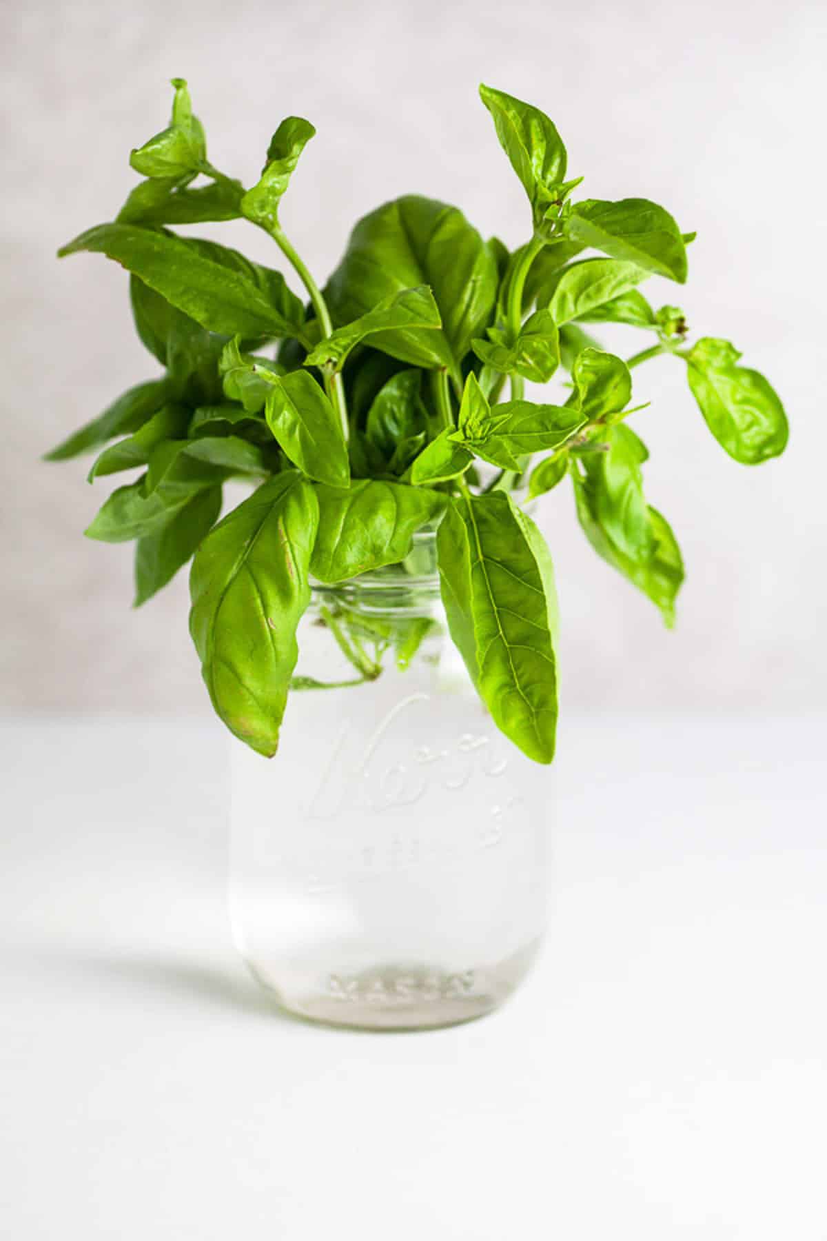 Fresh basil in mason jar with water on white surface.