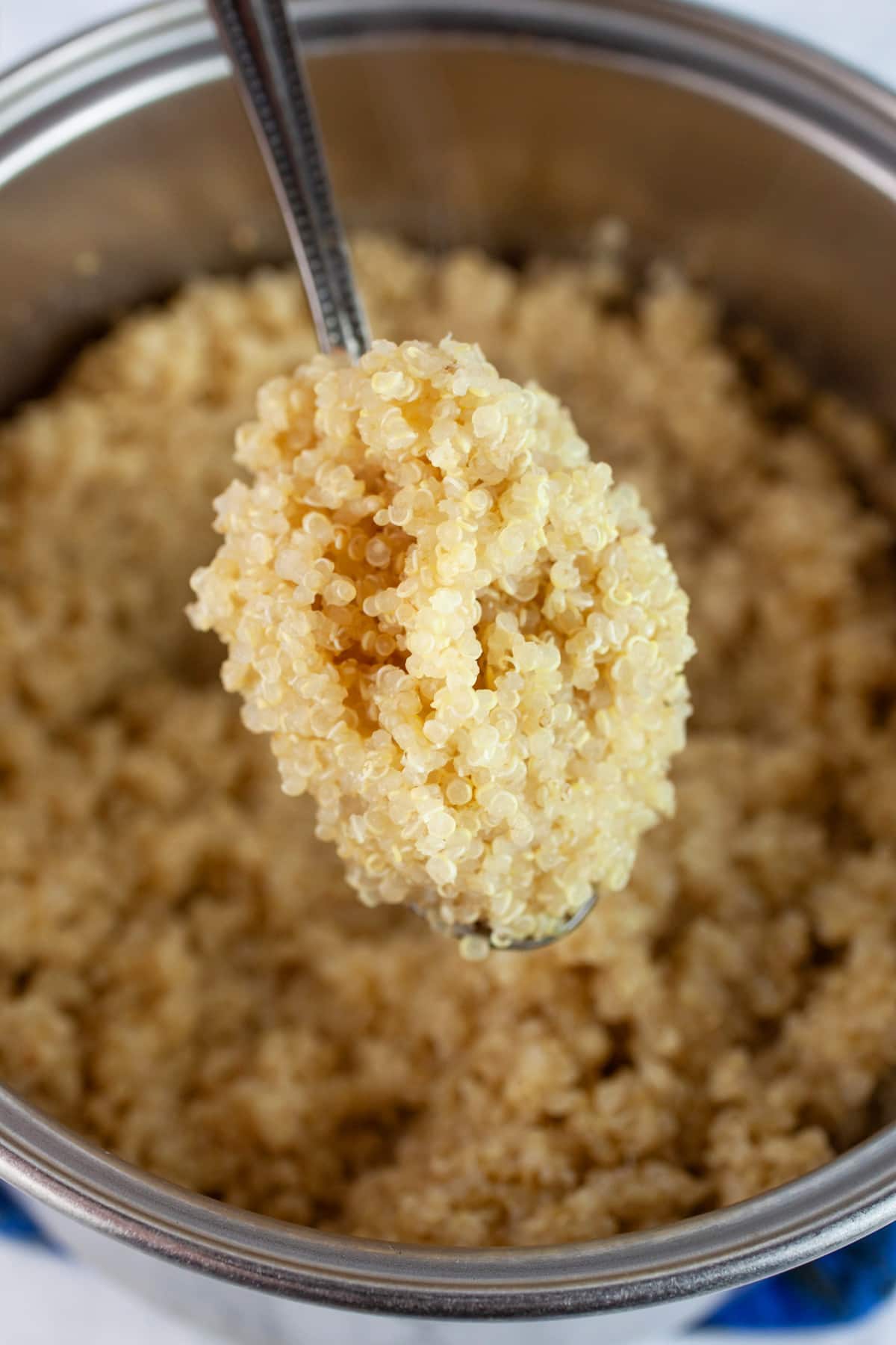 Spoonful of cooked quinoa lifted from small pot.